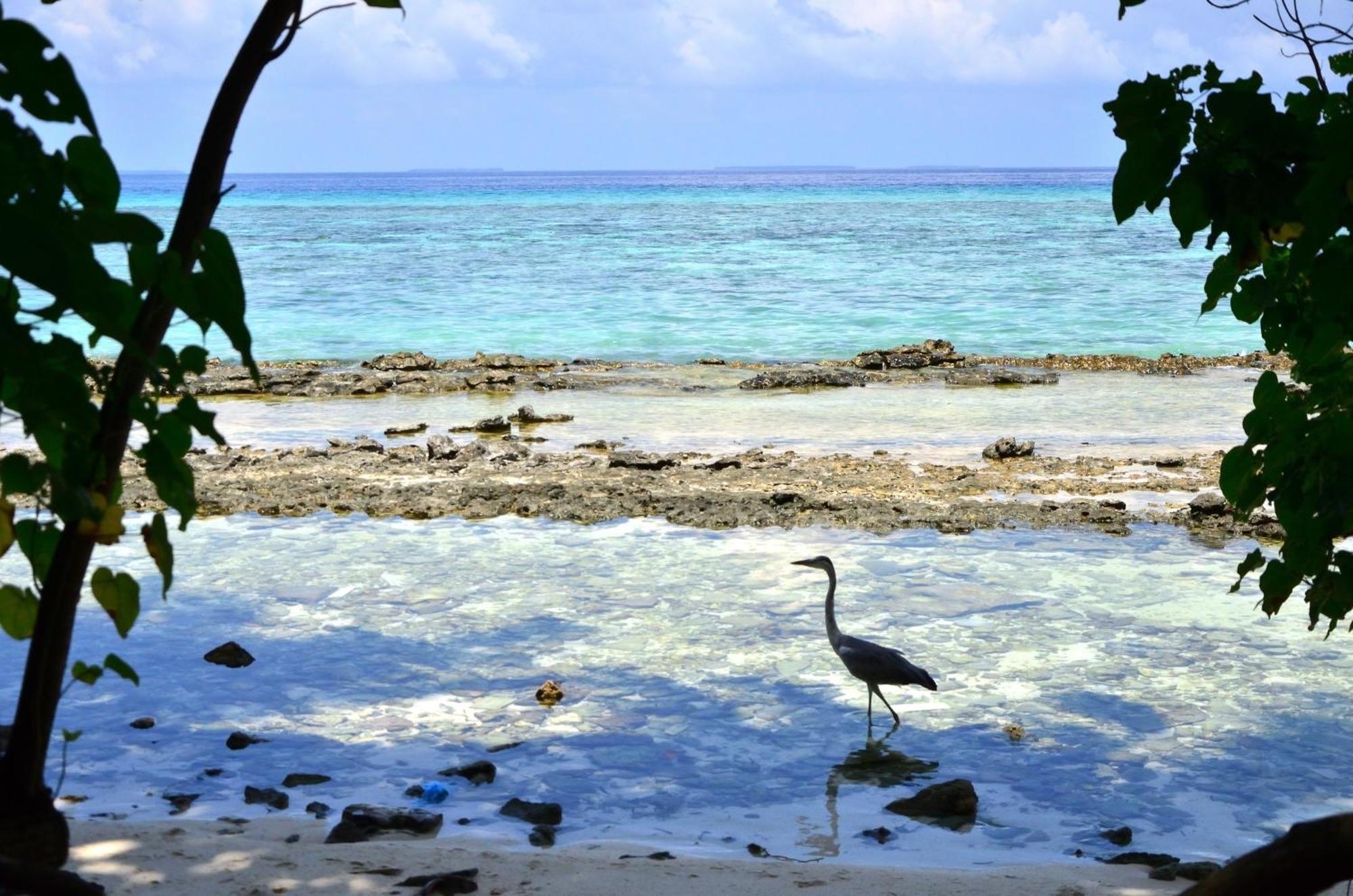 Three Hearts Guesthouse And Villas Fulhadhoo Rum bild